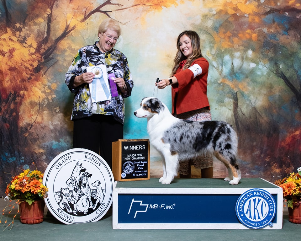 Blue merle Australian Shepherd 'Prudence' (AKC CH Thornapple Dear Prudence) winning a Major Win as New Champion at the Grand Rapids Kennel Club show