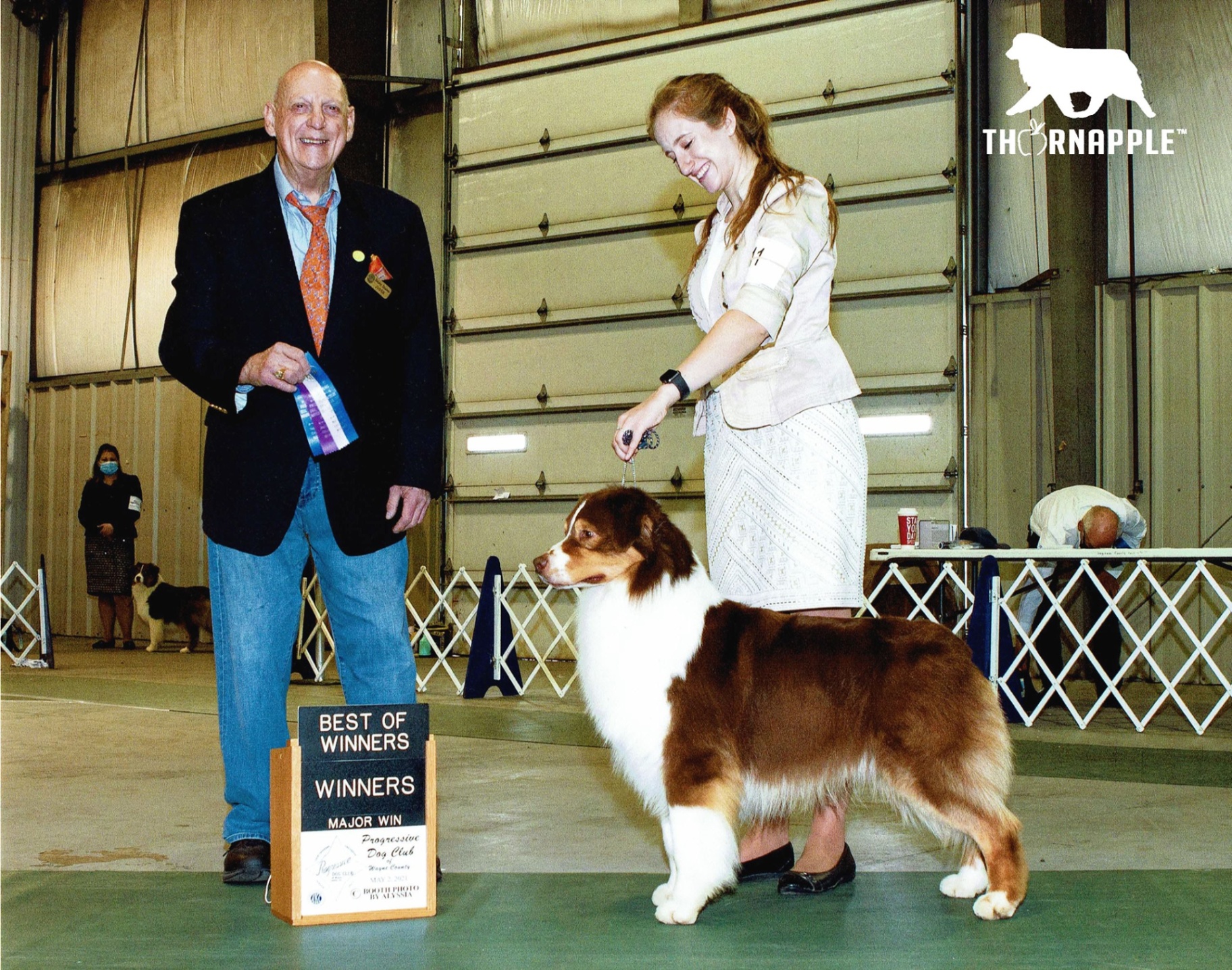 Red tri Australian Shepherd 'Jango' (AKC CH Thornapple Alabama High Test) winning Best of Winners with a Major Win at the Progressive Dog Club show