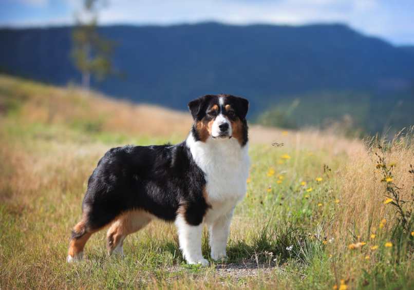 Black tri Australian Shepherd 'LaDonna' (NUCH Thornapple LaDance Deauvie) standing in a Norwegian mountain meadow