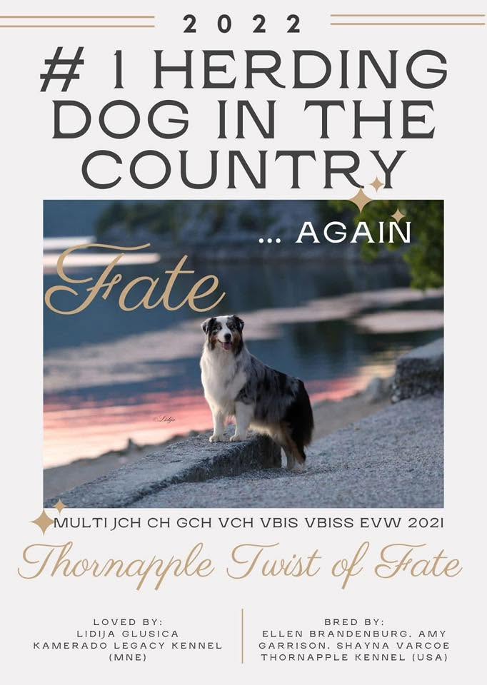Blue merle Australian Shepherd 'Fate' — Thornapple Twist of Fate, #1 Herding Dog in Montenegro 2022, standing by a lake at sunset