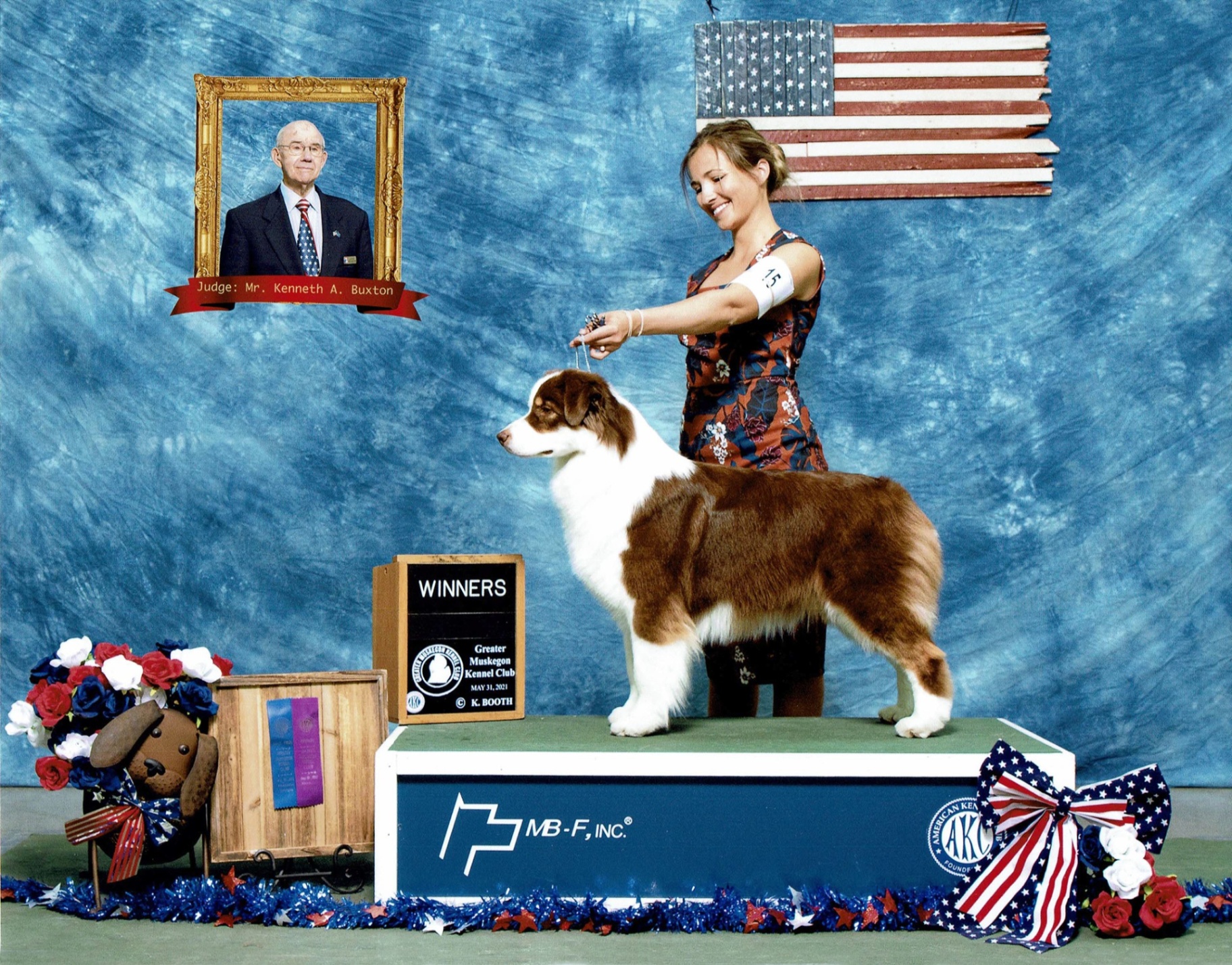 Red tri Australian Shepherd AKC Grand Champion Thornapple Bad and Boujee winning at the Greater Muskegon Kennel Club show under judge Mr. Kenneth A. Buxton