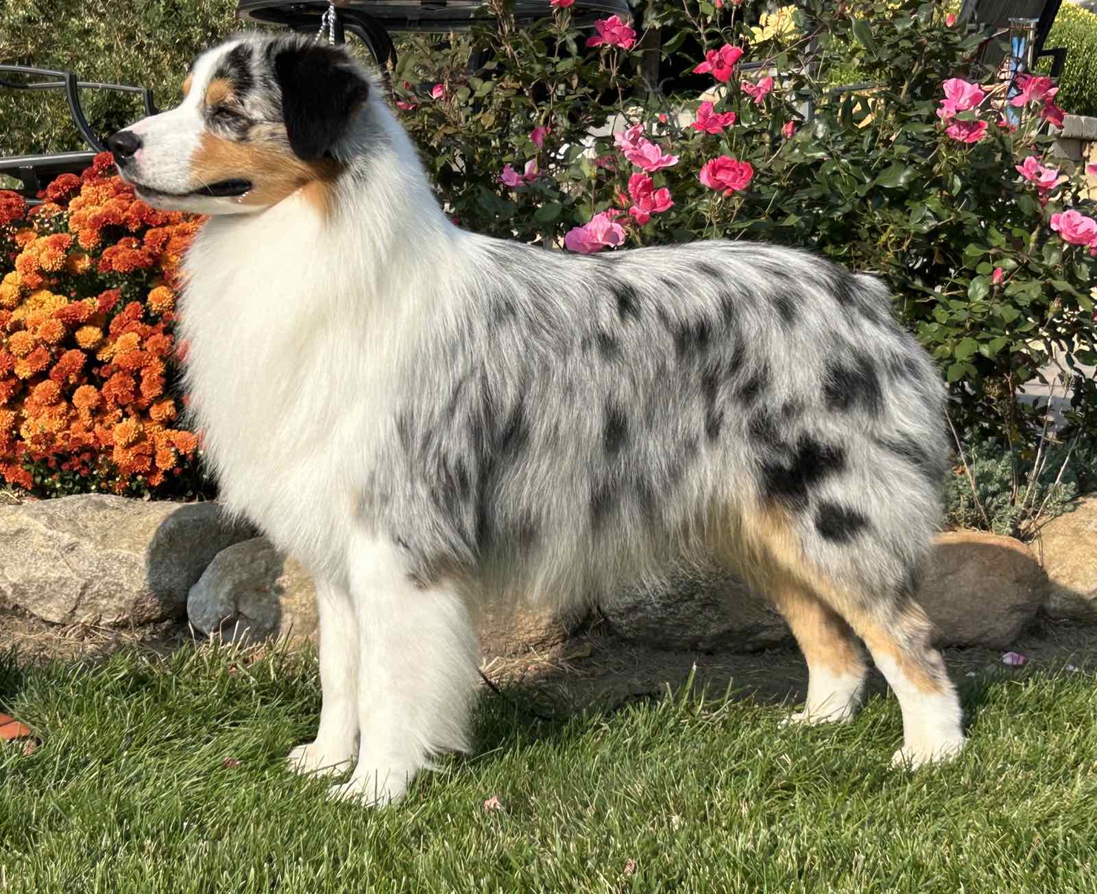 Blue merle Australian Shepherd AKC CH Thornapple Sacred Grounds 'Izzo' standing in stack pose on grass beside roses and mums
