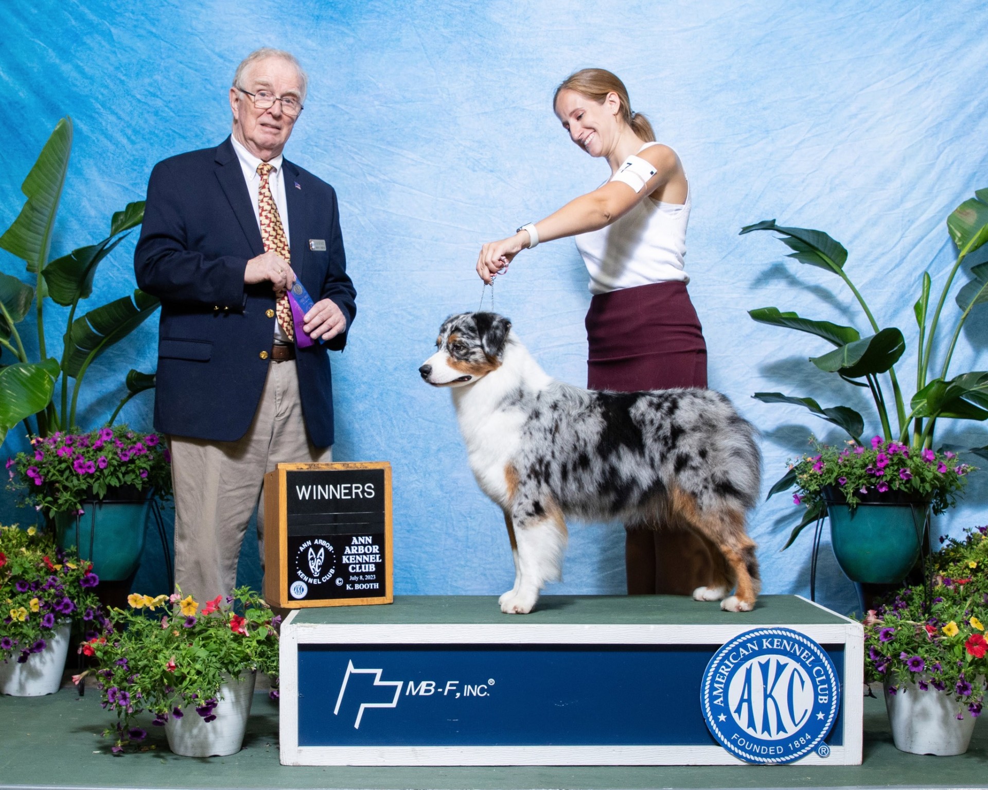 Blue merle Australian Shepherd 'Siren' (AKC CH Thornapple Hook 'Em and Book 'Em) winning Winners at the Ann Arbor Kennel Club show