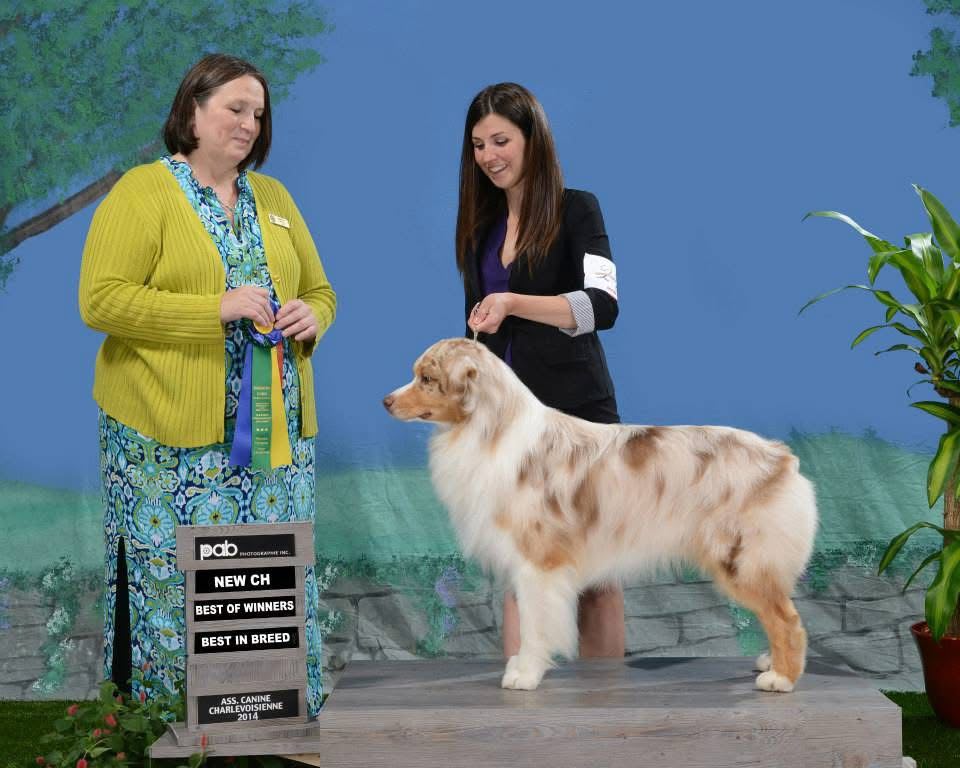 Red merle Australian Shepherd CKC Ch Thornapple Sealed With A Kiss 'Lewis' winning New CH, Best of Winners, and Best in Breed at Association Canine Charlevoisienne 2014