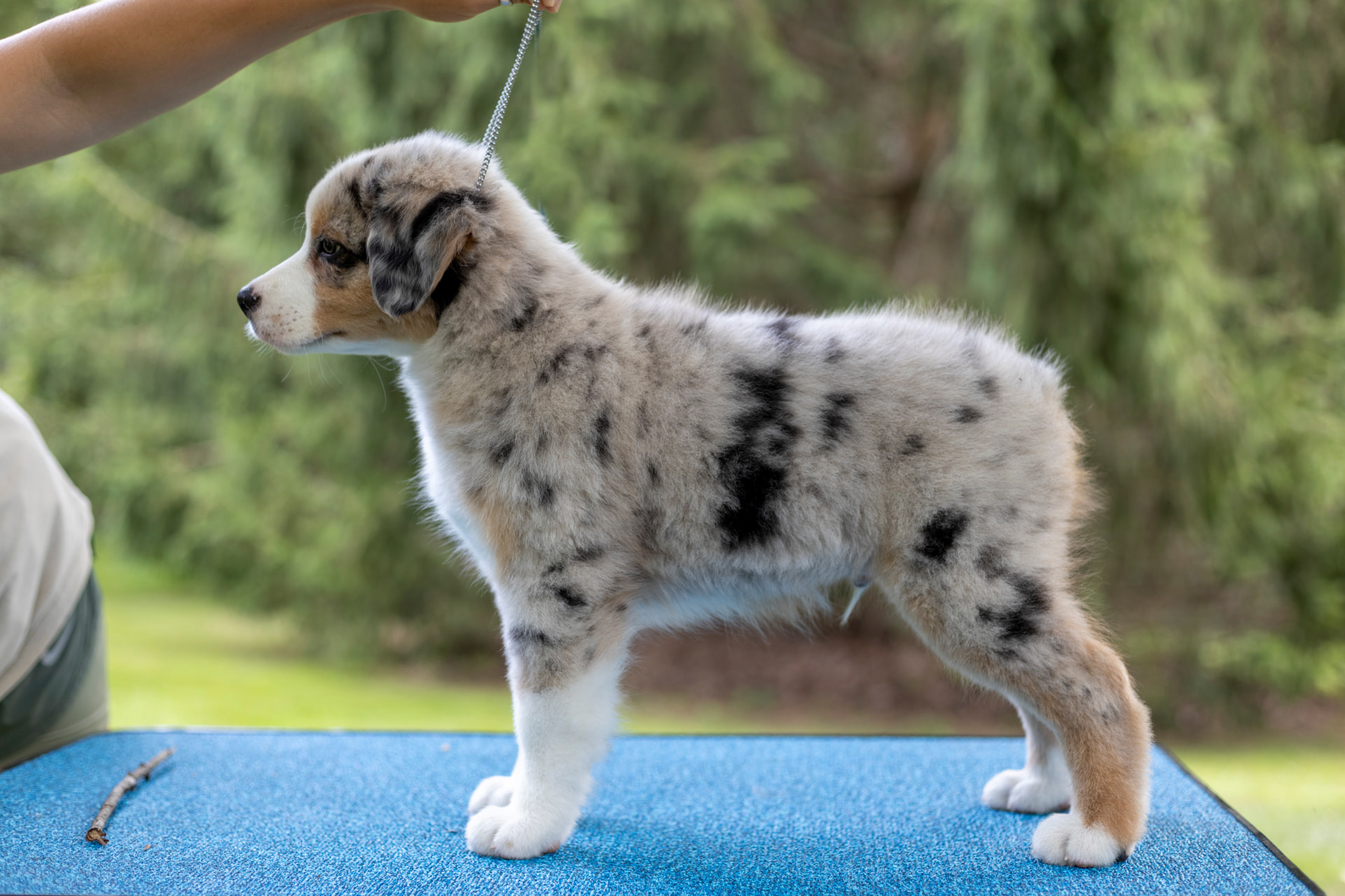 Blue merle Australian Shepherd puppy stacked in profile on a grooming table