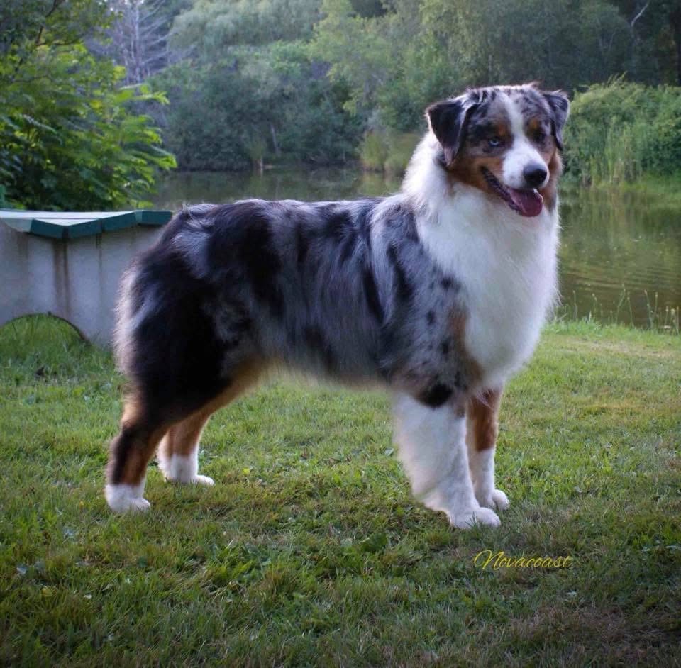 Blue merle Australian Shepherd CKC GCH Thornapple I've Got Everybody Lookin' 'Sade' standing on grass by a pond