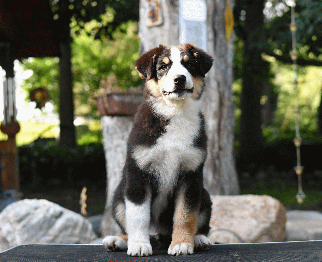 Blake as a puppy, sitting up alert