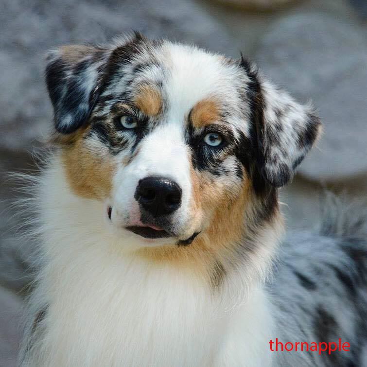 GCH Thornapple You Swept Me Away (Moana), blue merle Australian Shepherd portrait