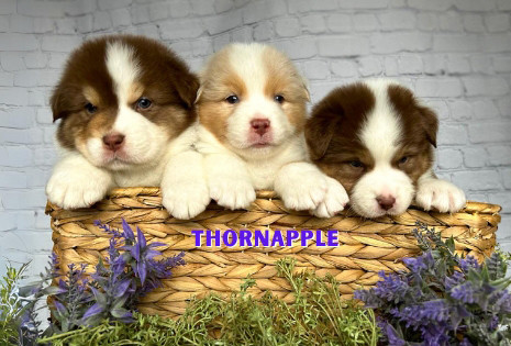 Three Thornapple Australian Shepherd puppies in a basket