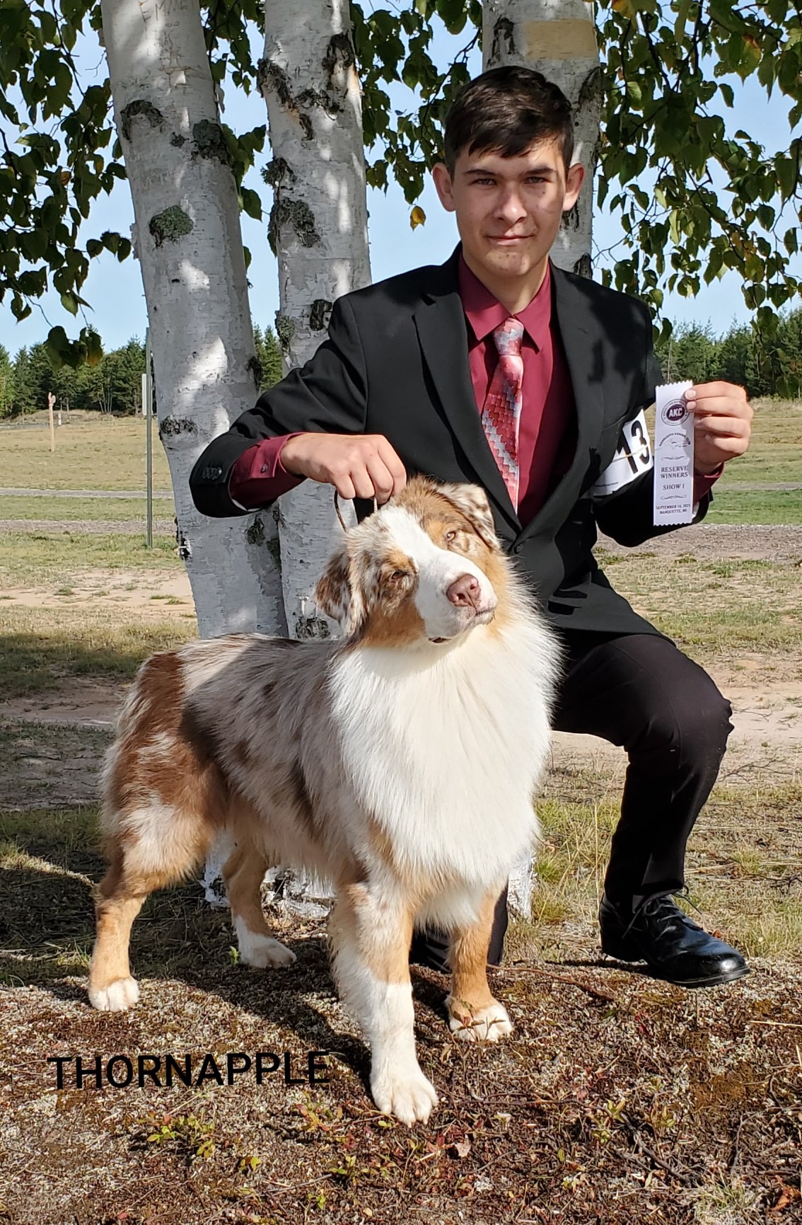 Red merle Aussie with Reserve Winners ribbon