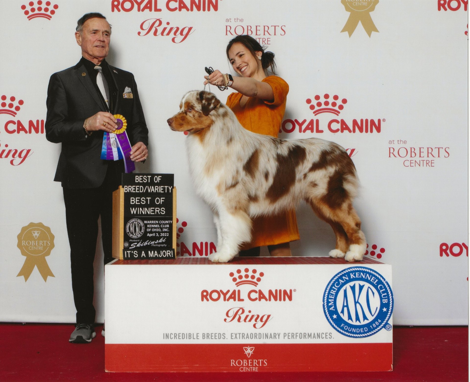 Red merle Thornapple Australian Shepherd winning Best of Breed/Best of Winners at Warren County Kennel Club, April 2022
