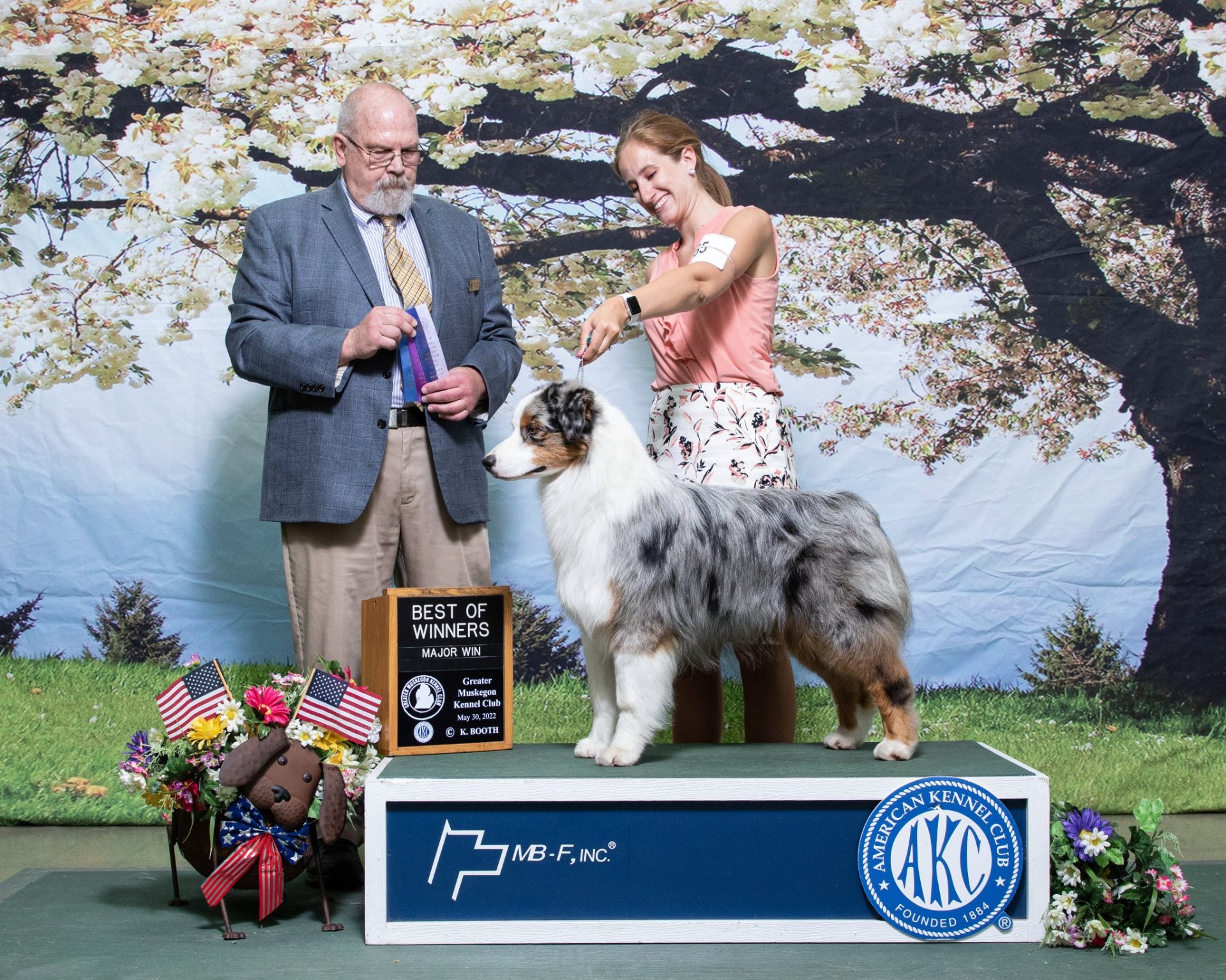 Blue merle Thornapple Australian Shepherd winning Best of Winners Major at Greater Muskegon Kennel Club, May 2022