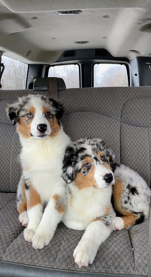 Two Thornapple Australian Shepherd puppies sitting together in the back of a car