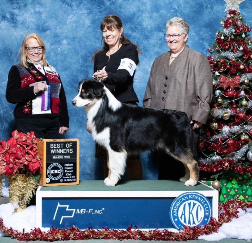 Black tri Thornapple Australian Shepherd winning Best of Winners Major at Ingham County Kennel Club, December 2022