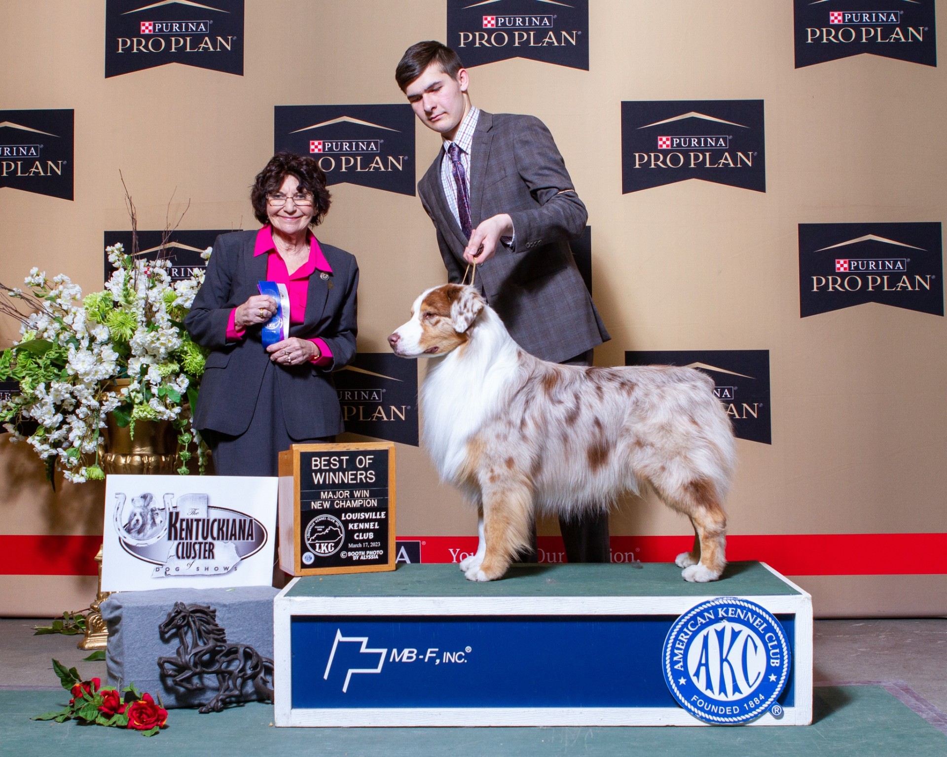 Red merle Thornapple Australian Shepherd winning Best of Winners Major and New Champion at Louisville Kennel Club, March 2023