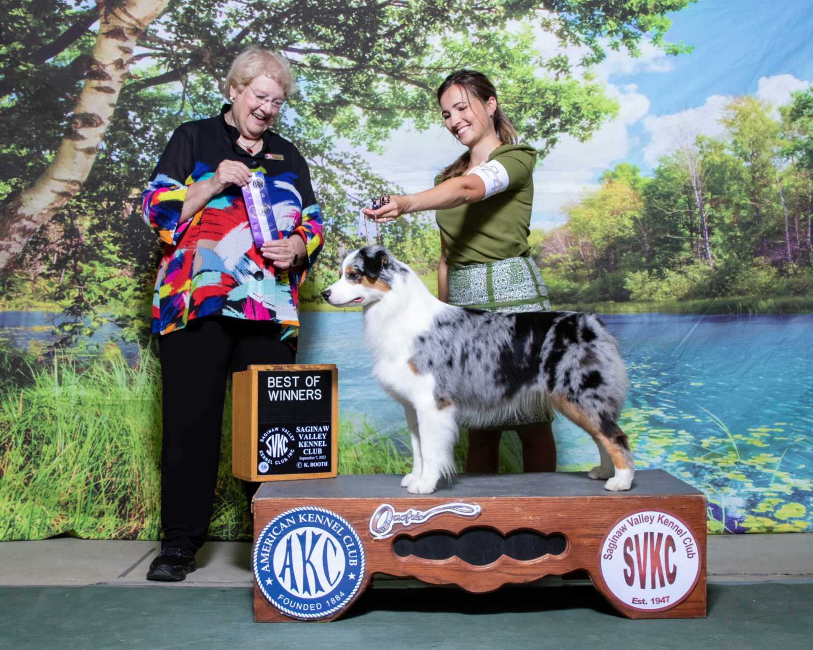 Blue merle Thornapple Australian Shepherd winning Best of Winners at Saginaw Valley Kennel Club, September 2023
