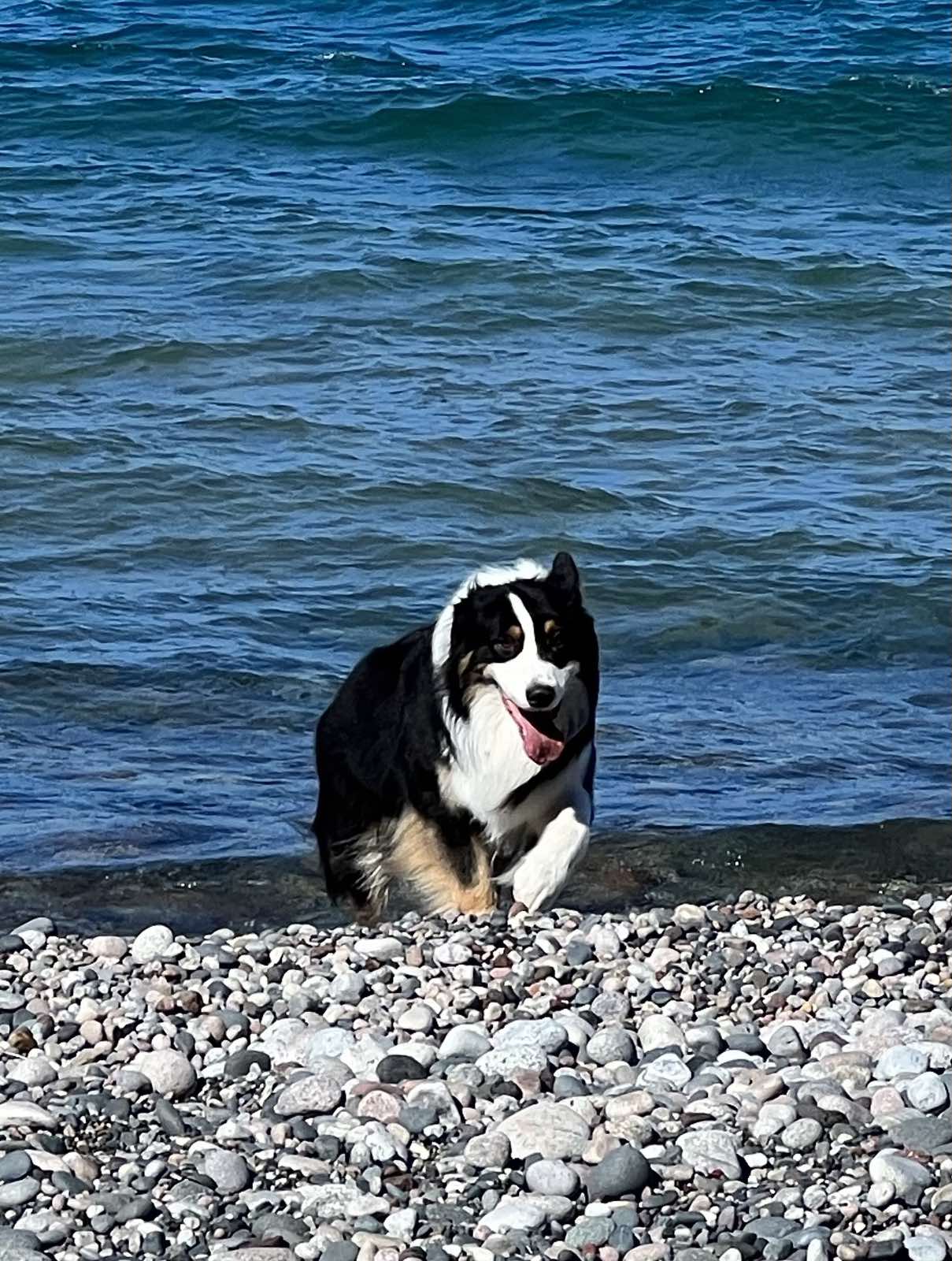 Black tri Aussie running on a Lake Michigan beach
