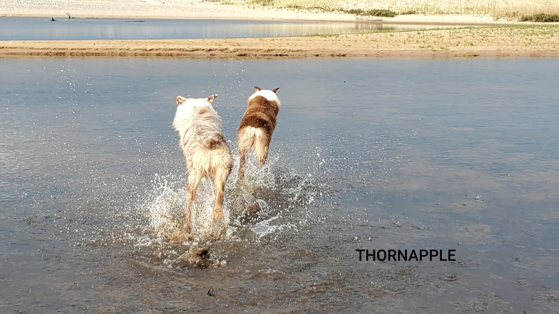 Two Aussies splashing through the water