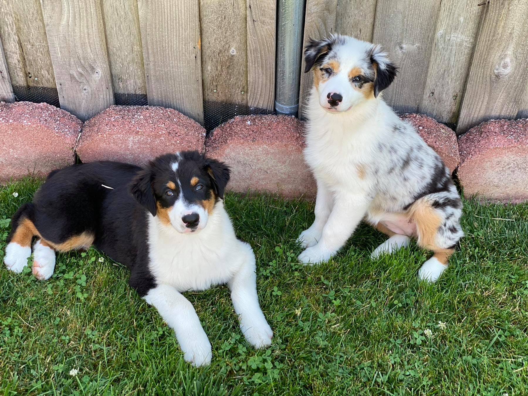 Two Thornapple Aussie puppies in the grass
