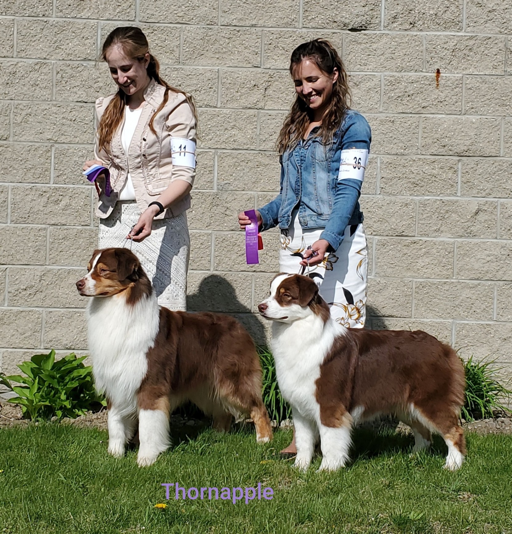 Two red Aussies stacked at an AKC show