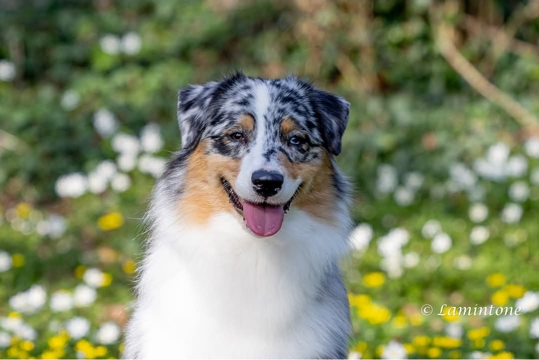 Thornapple If You Got It Flaunt It (Ulla), a blue merle Australian Shepherd portrait